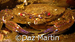 A velvet Crab shot at St Abbs Marine Reserve, Scotland Au... by Daz Martin 